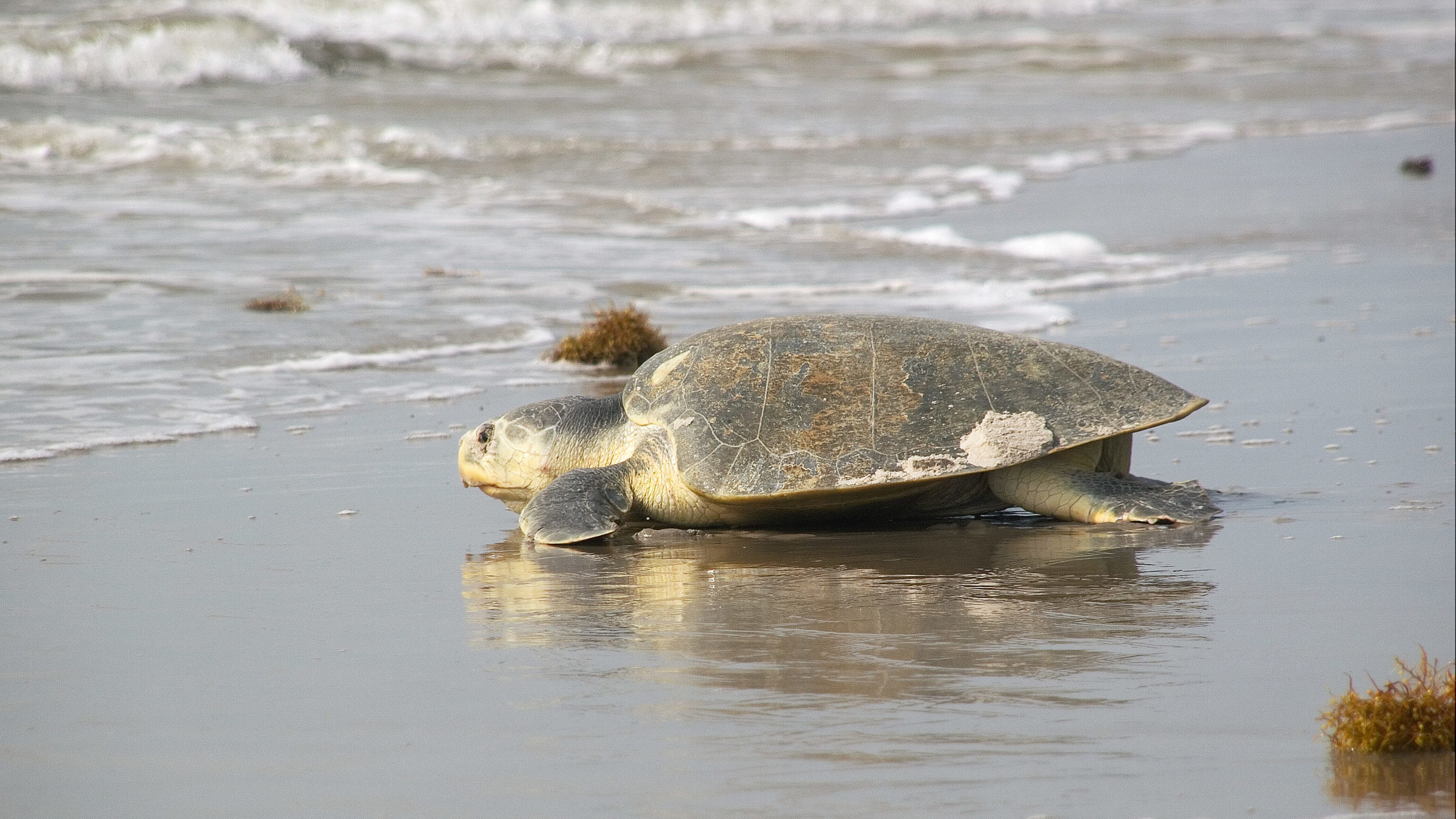 Kemps ridley sea turtle heads back to gulf after laying eggs.