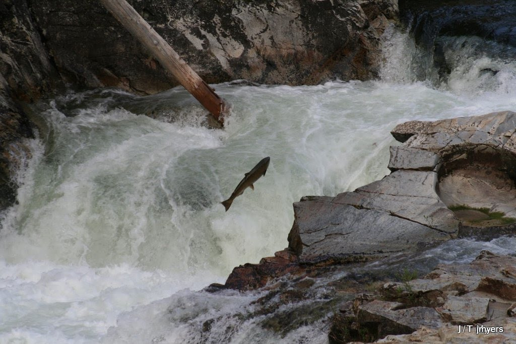 salmon jumping upstream into waterfall