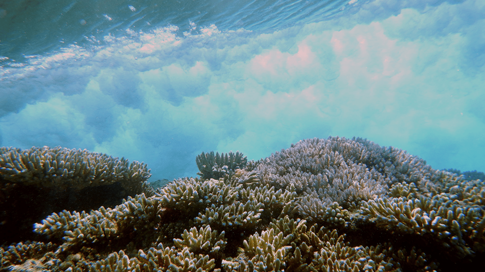 Breaking wave over coral