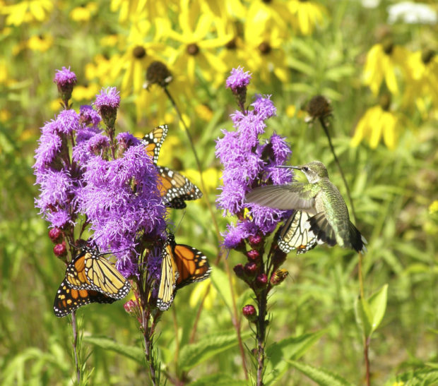 Monarchs and a hummingbird visiting native prairie flowers