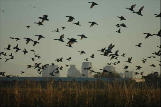 birds flying over wildlife area