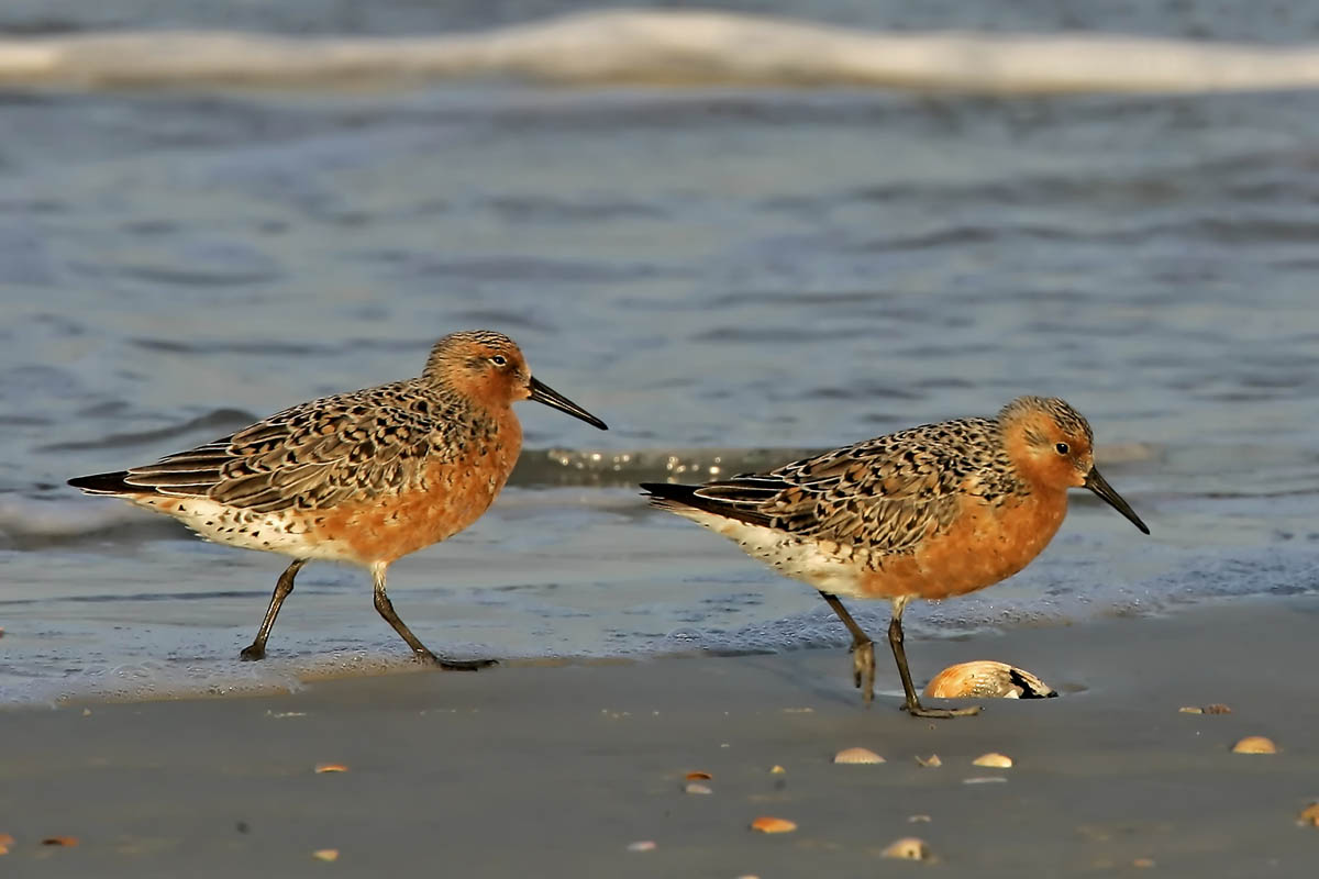 red knots