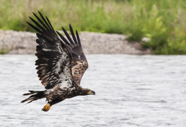 Juvenile bald eagle on the South Fork of the Snake River