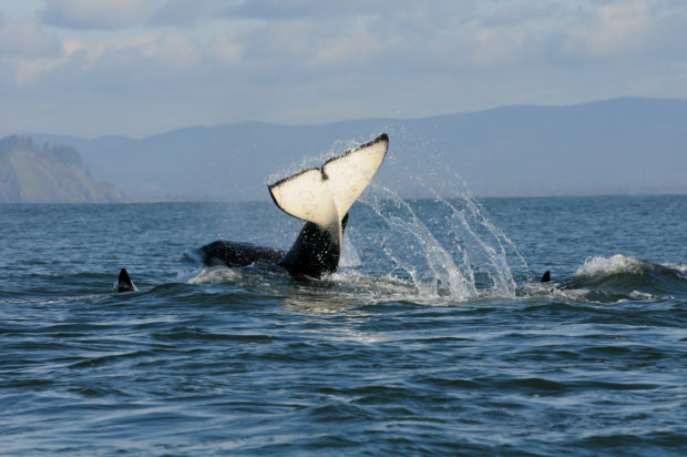 Southern resident orcas in Olympic Coast National Marine Sanctuary