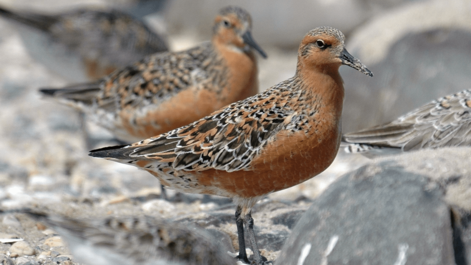 Red knots are common at and near Prime Hook National Wildlife Refuge in Delaware.