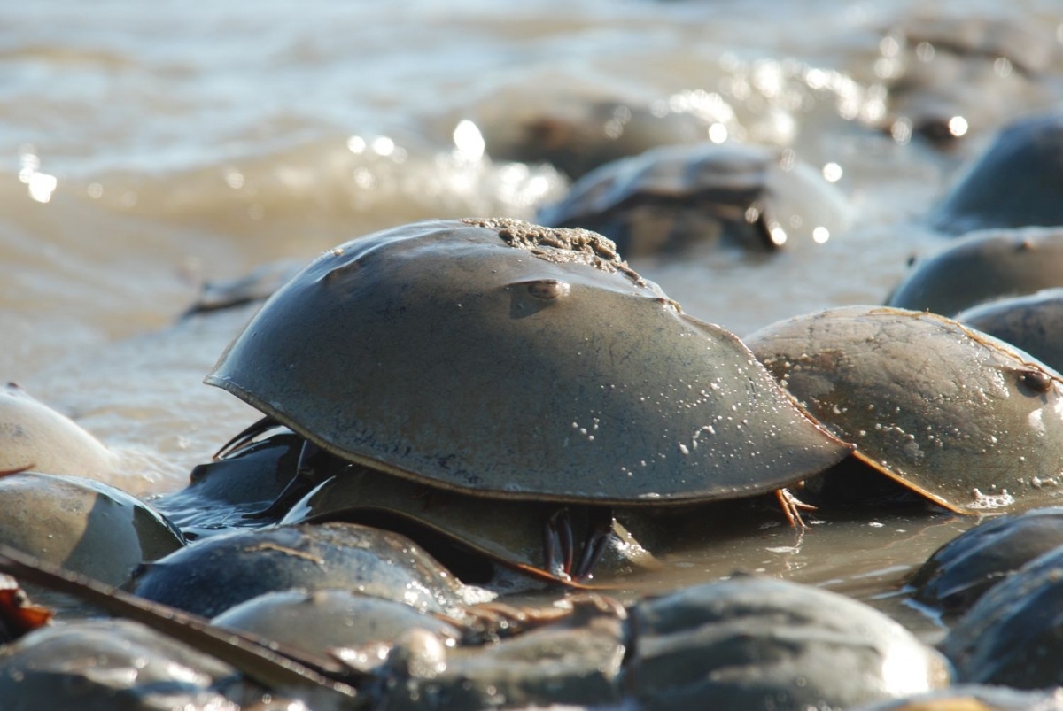 Synchronous Survival Red Knots and Horseshoe Crabs The National