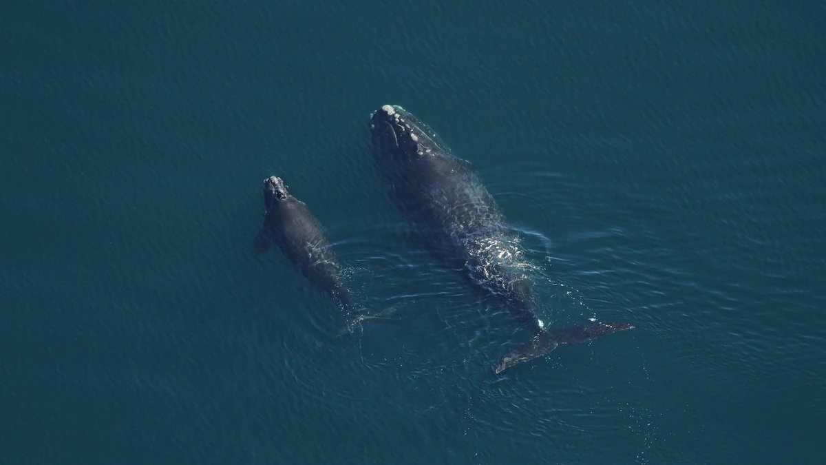 Critically endangered North Atlantic right whales migrate off the coast of North Carolina.