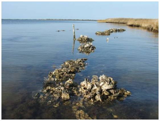 oyster reef