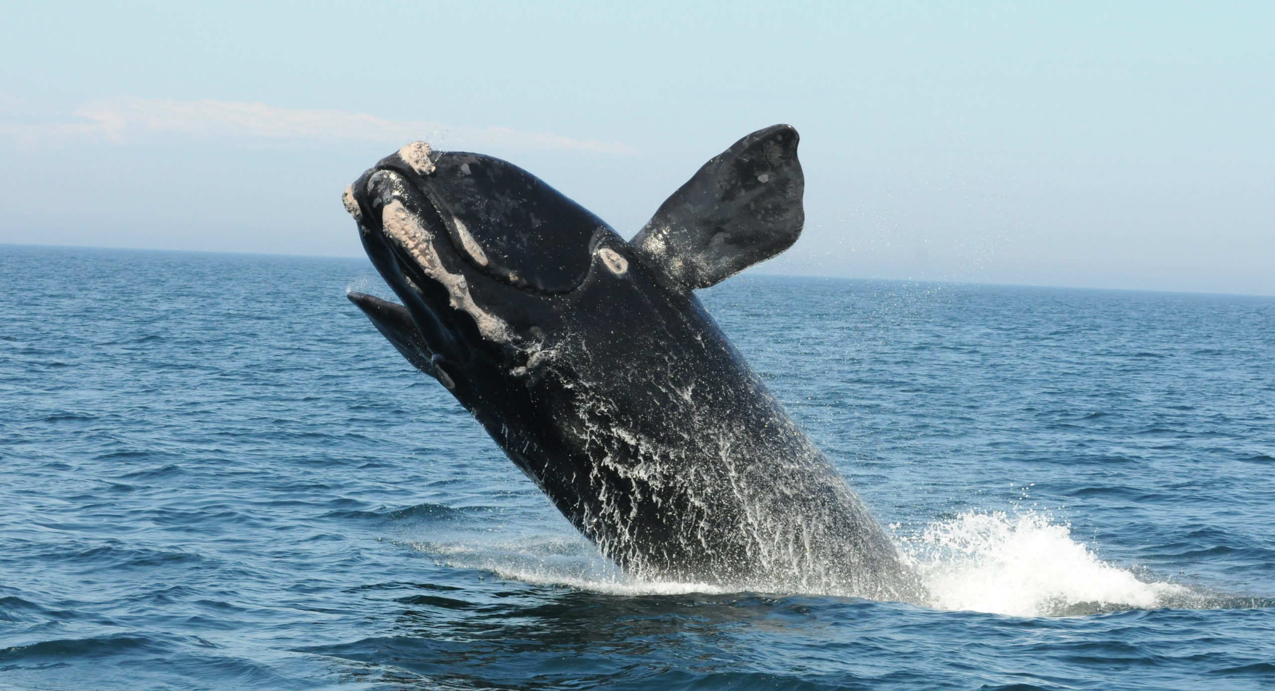 Right whale breaching