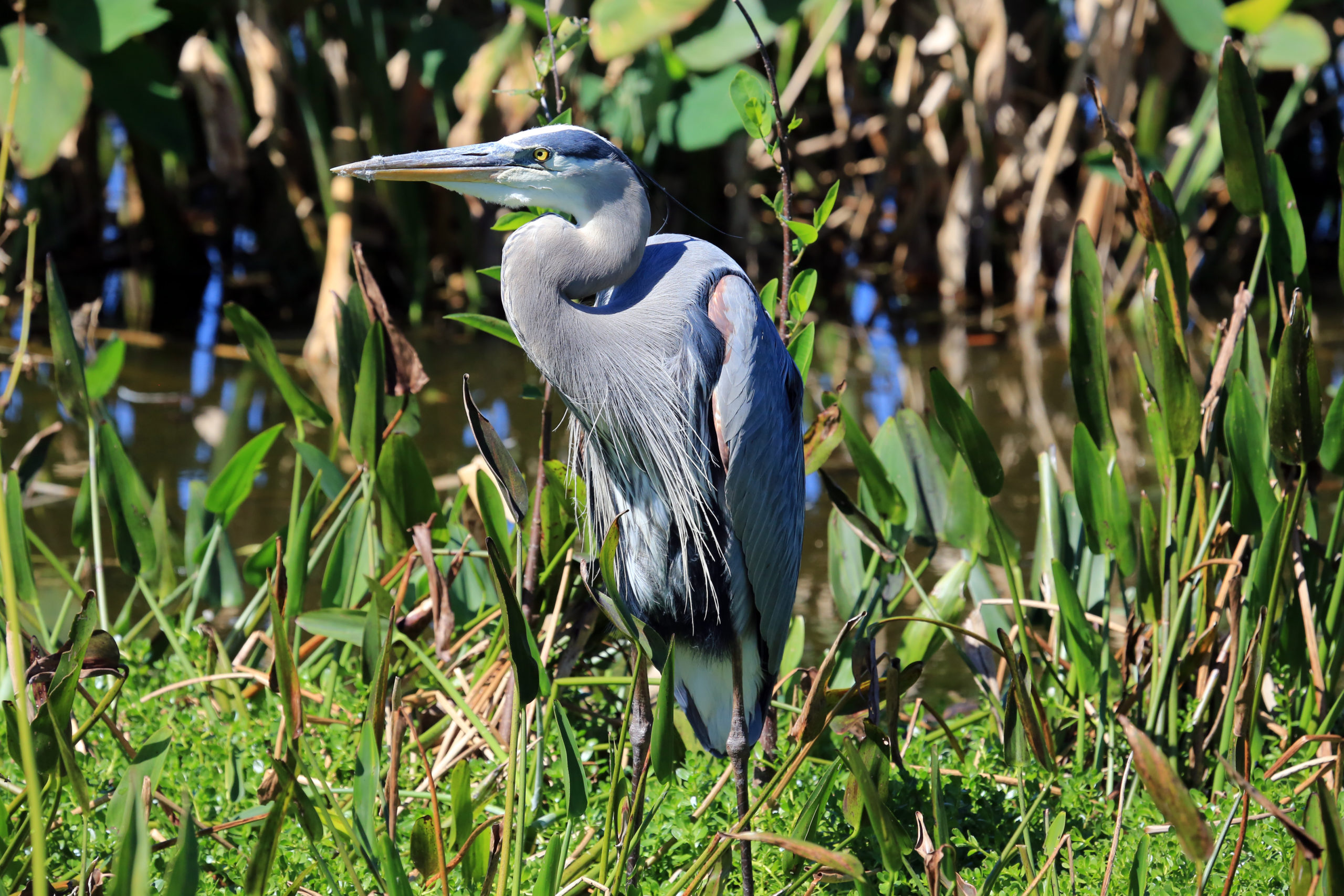 Beautiful and healthy tricolored heron in a marsh.