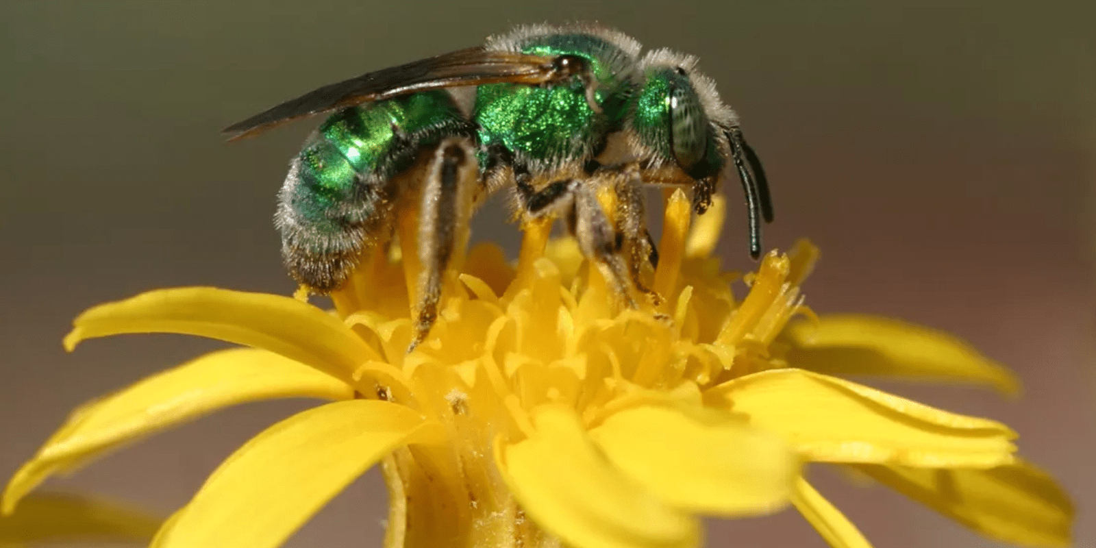 Green metallic sweat bee