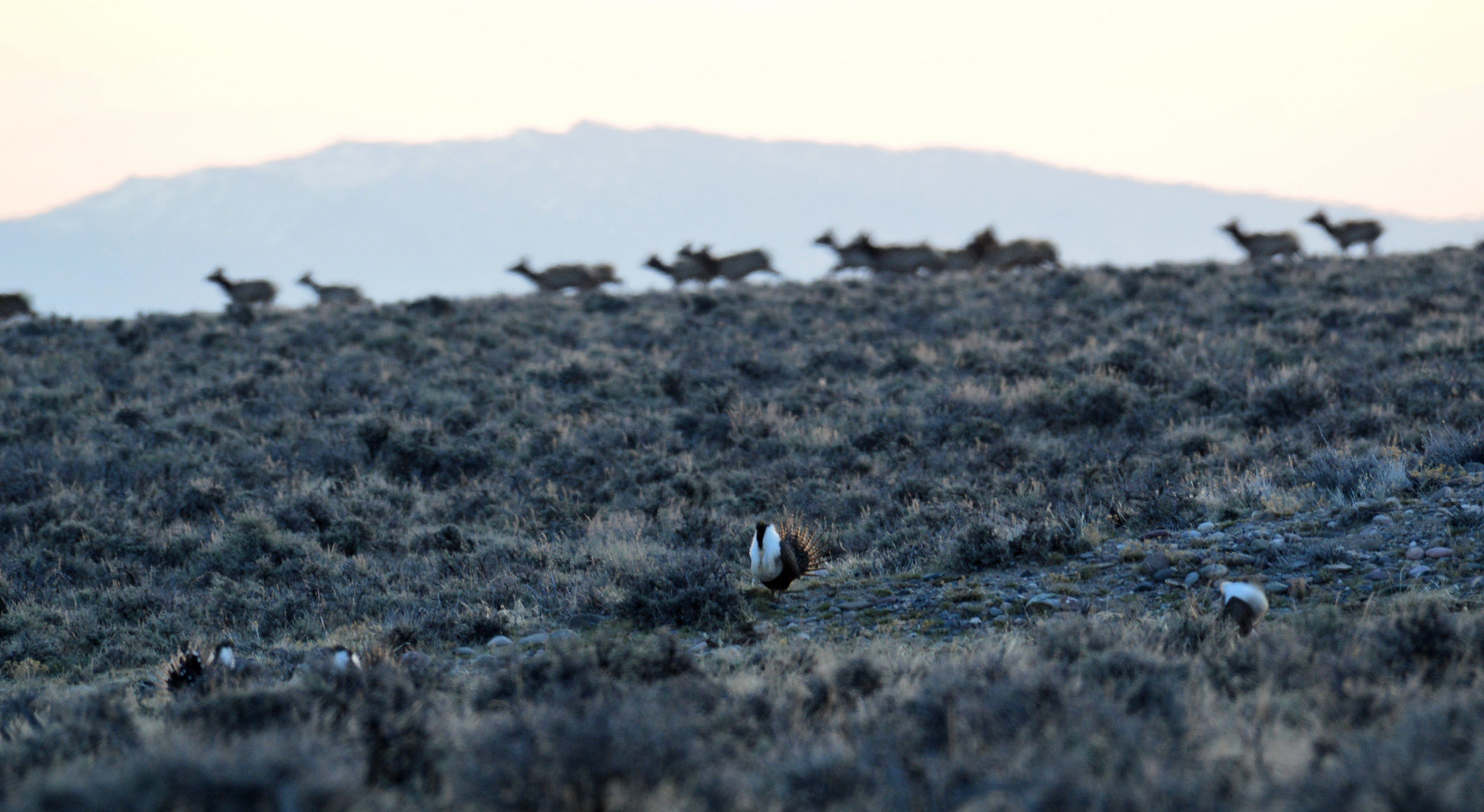 At sunrise, elk pass behind a greater sage-grouse lek