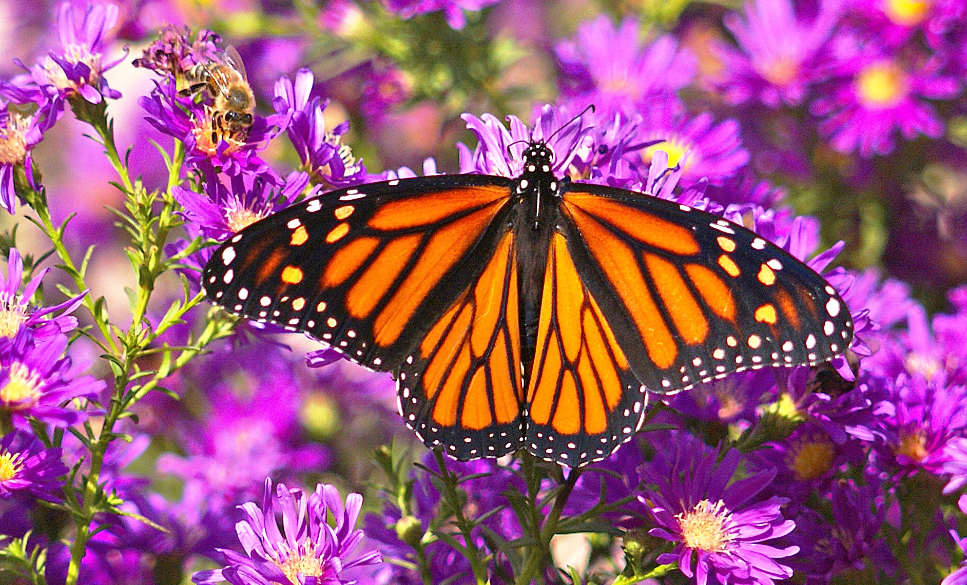 monarch butterfly on aster