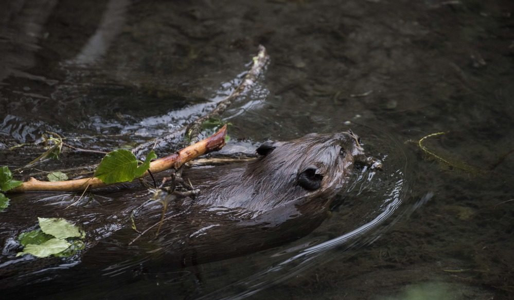 A beaver swimming in shallow water with a small branch