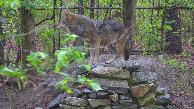 red wolf standing on den
