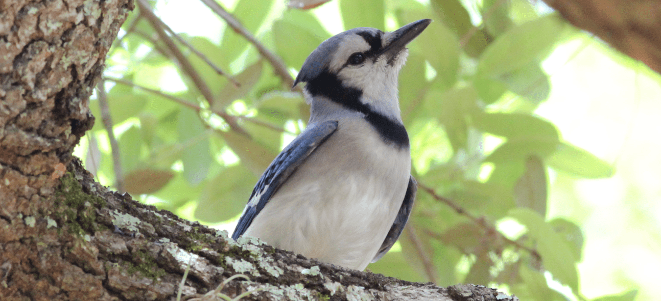 Blue Jay cooling off in a healthy urban tree in Winter Park, Florida