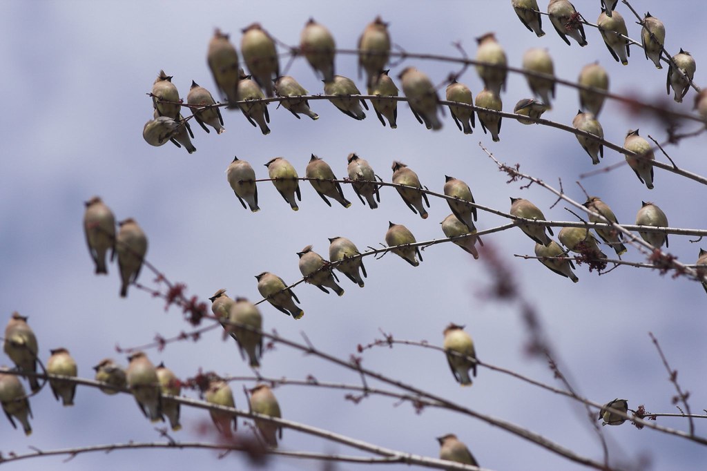 After a long summer, hundreds of cedar waxwings gather to prepare for migration