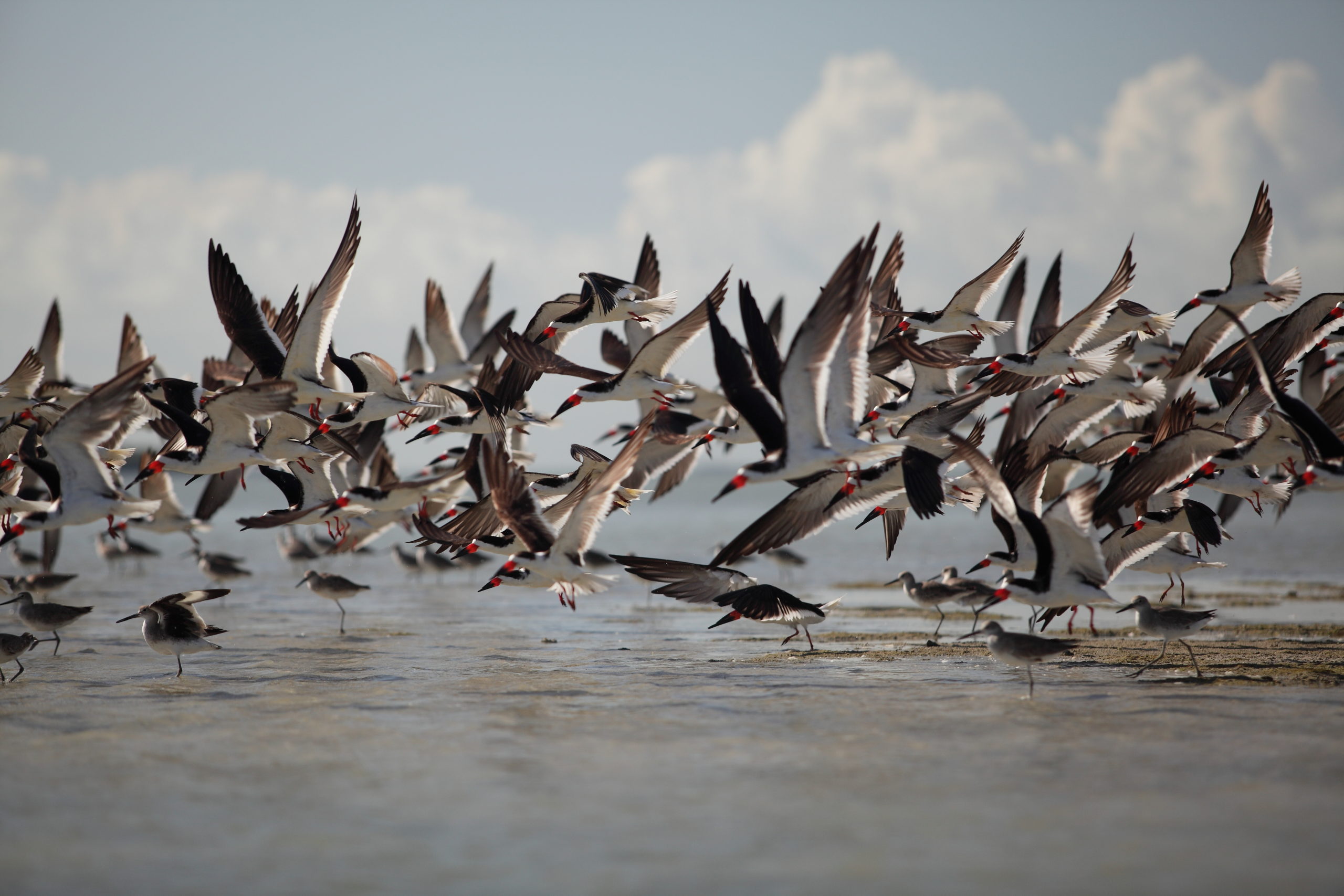 Black Skimmers take flight in the Florida Everglades. 
