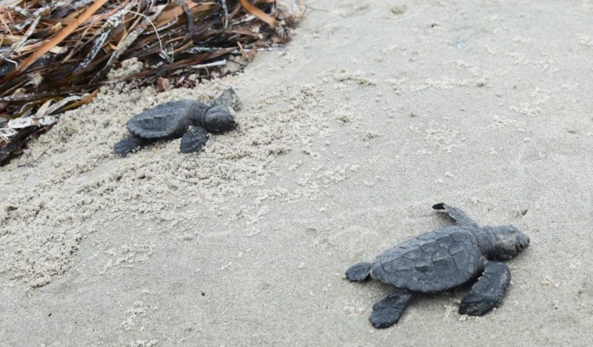 turtle hatchlings
