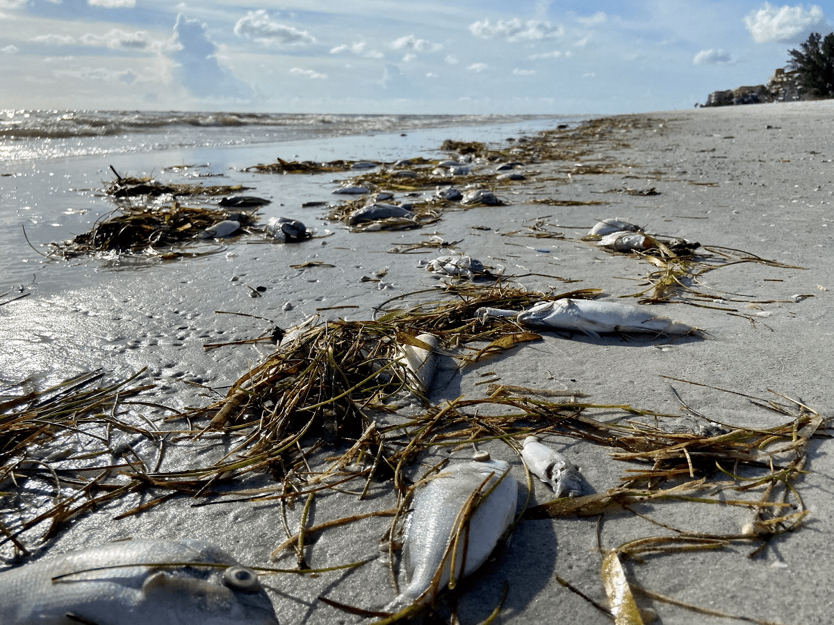 Fish kills dot the beaches of Tampa Bay in the summer of 2021. 
