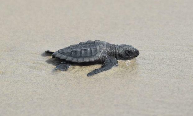 Newly hatched Kemp's ridley sea turtle makes its way out to the Gulf of Mexico from Louisiana's Chandeleur Islands.