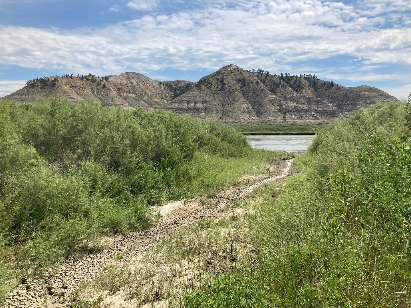 Area where volunteers were cutting willows along the Missouri River in the Missouri River Breaks National Monument. 