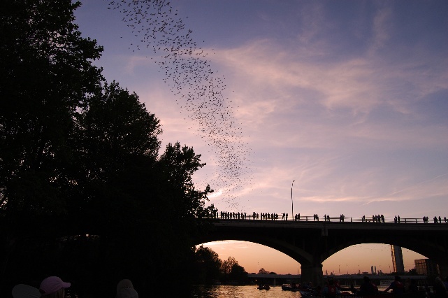 Bats emerge from the Congress Avenue Bridge in Austin.