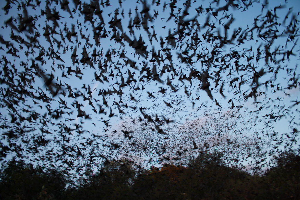 Mexican free-tailed bat colony emergence 