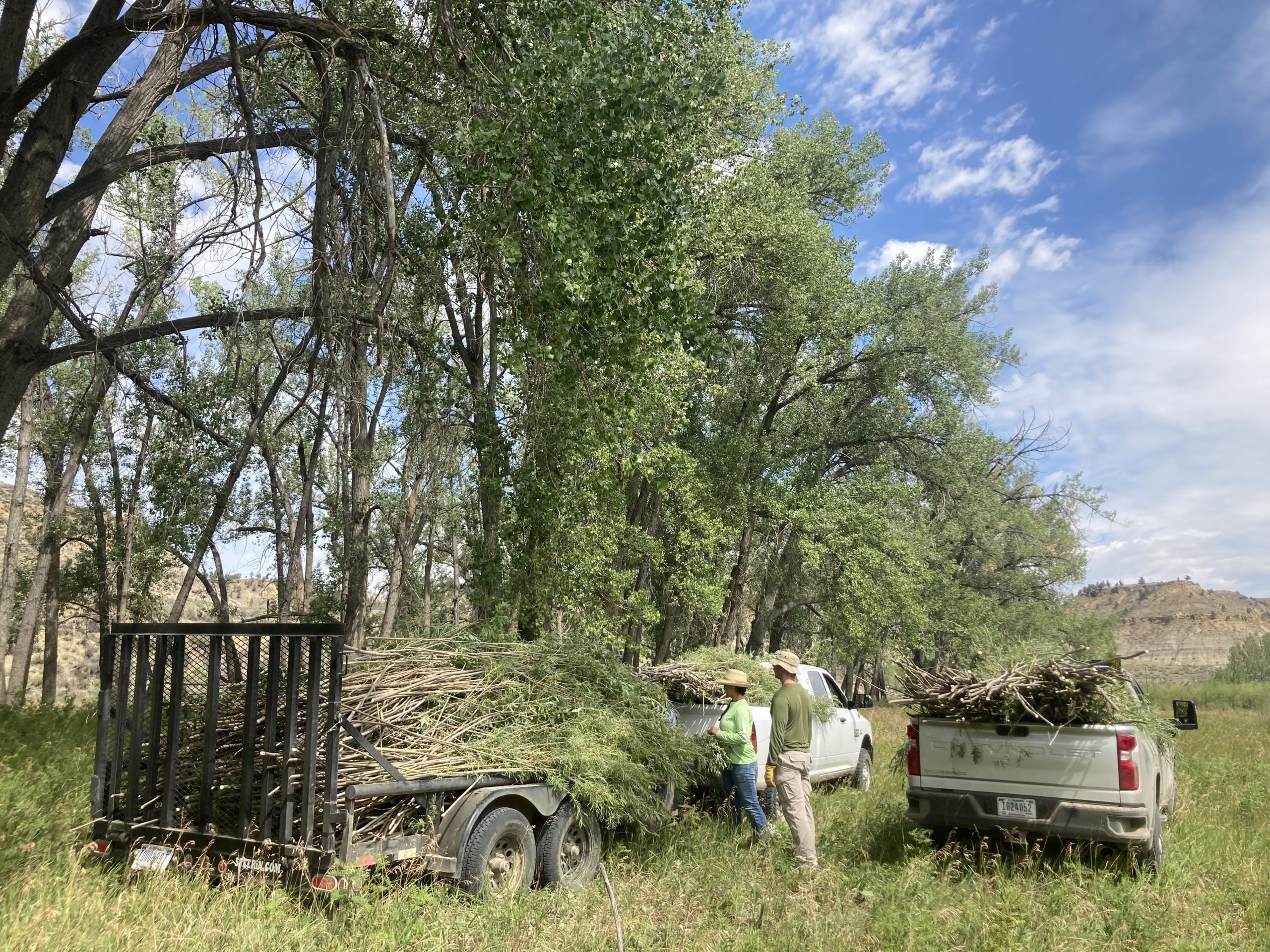 securing cut willows to truck