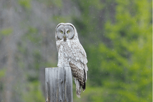  great gray owl 