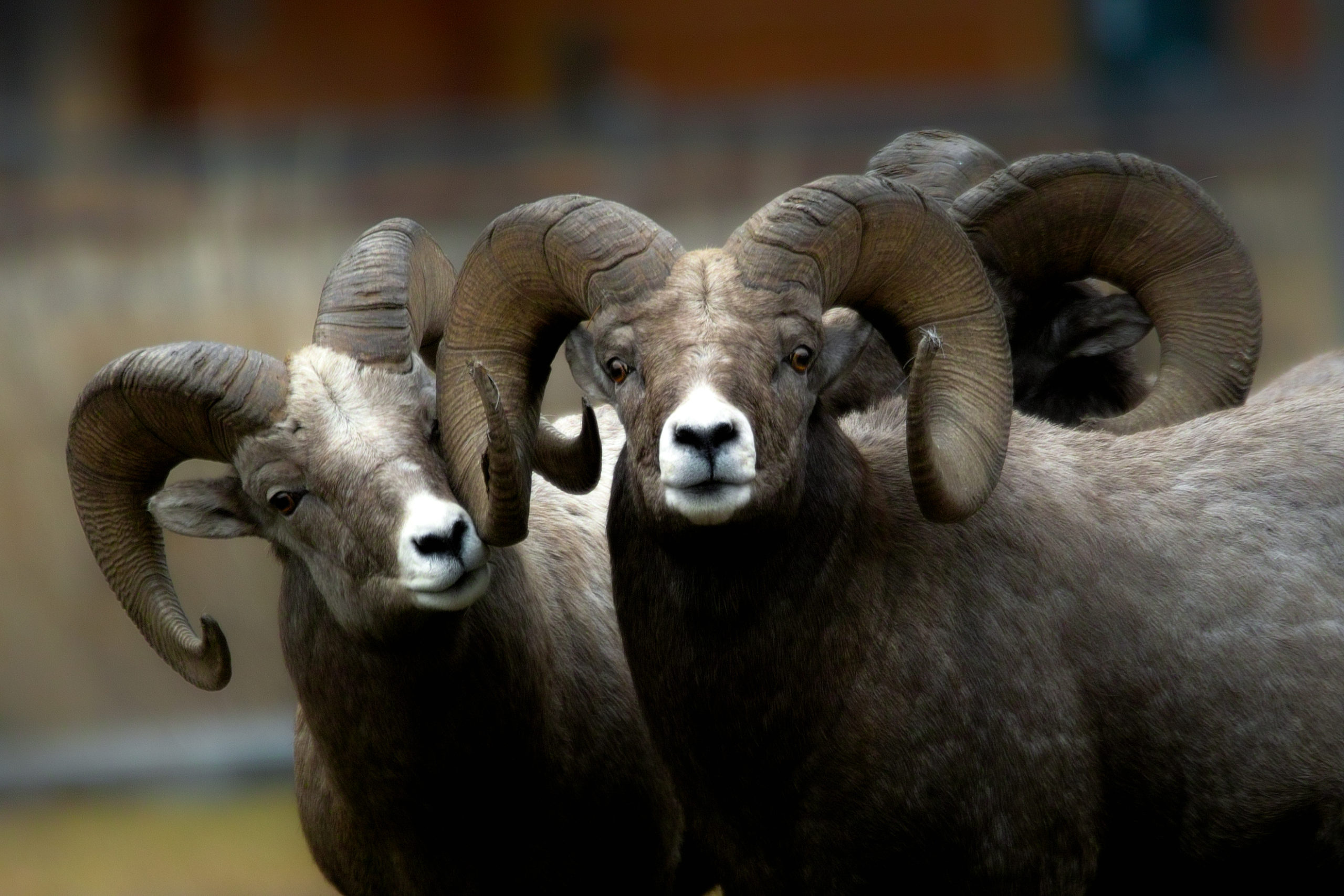 Three bighorn sheep closeup