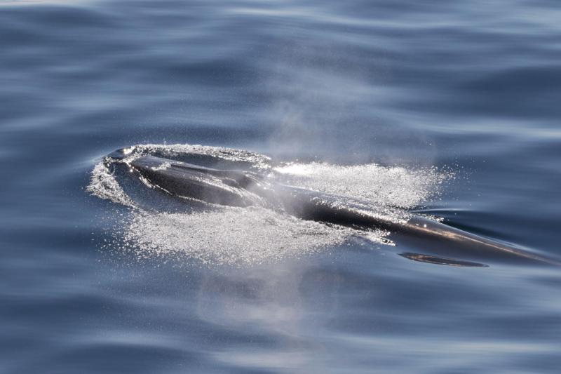 A Rice’s whale surfaces in the Gulf of Mexico.