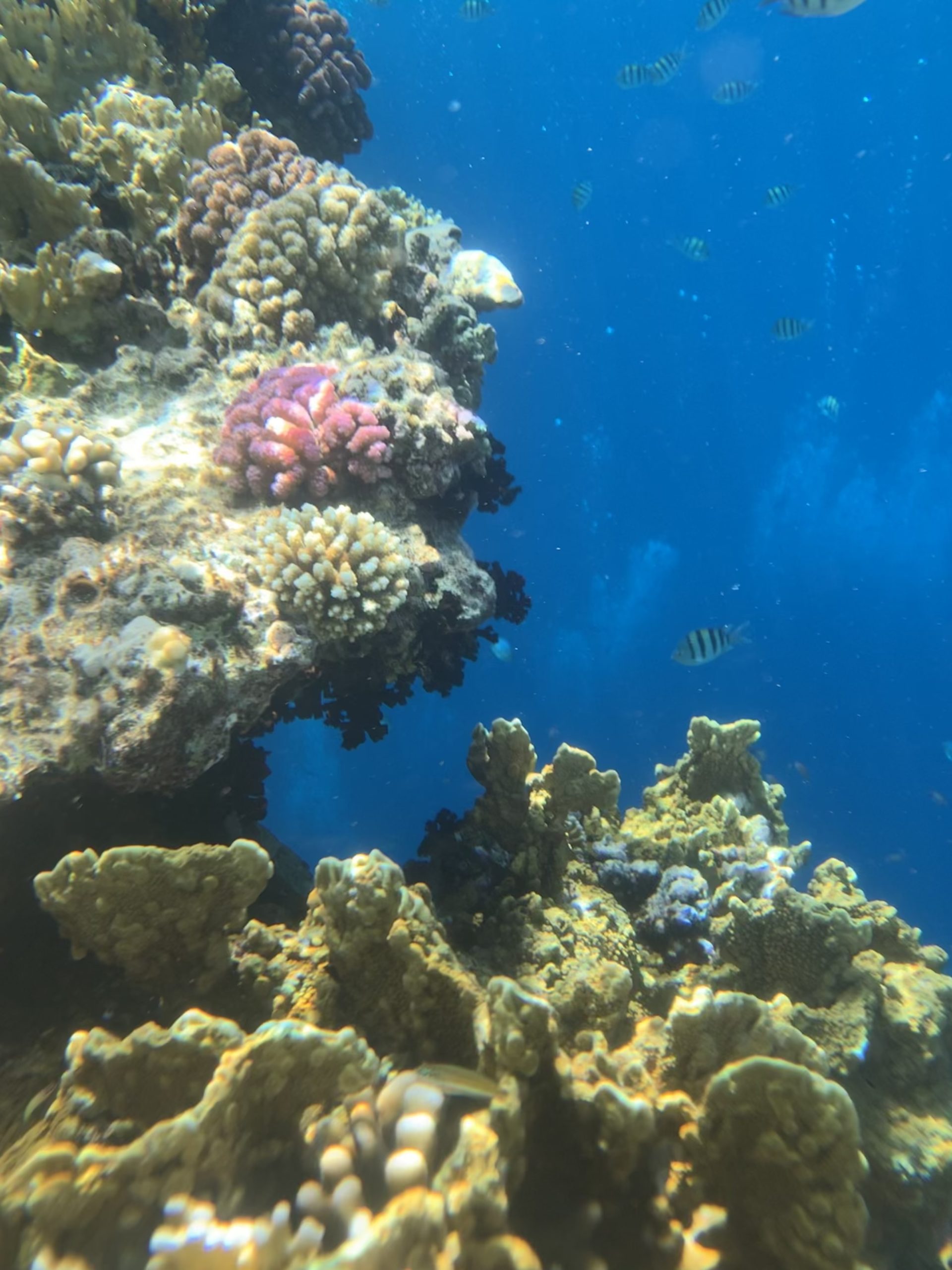 the coral reefs of the northern Red Sea on the shores of Sharm El-Sheikh, where COP27 was held, seen here, are also vulnerable to the effects of climate change.