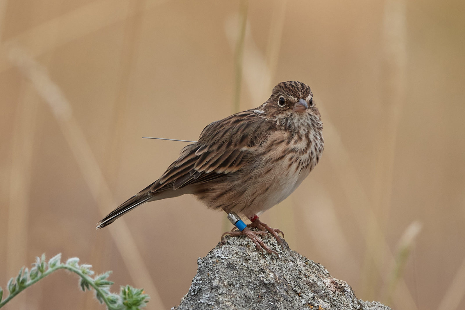 Oregon Vesper Sparrow, taken by Frank Lospalluto