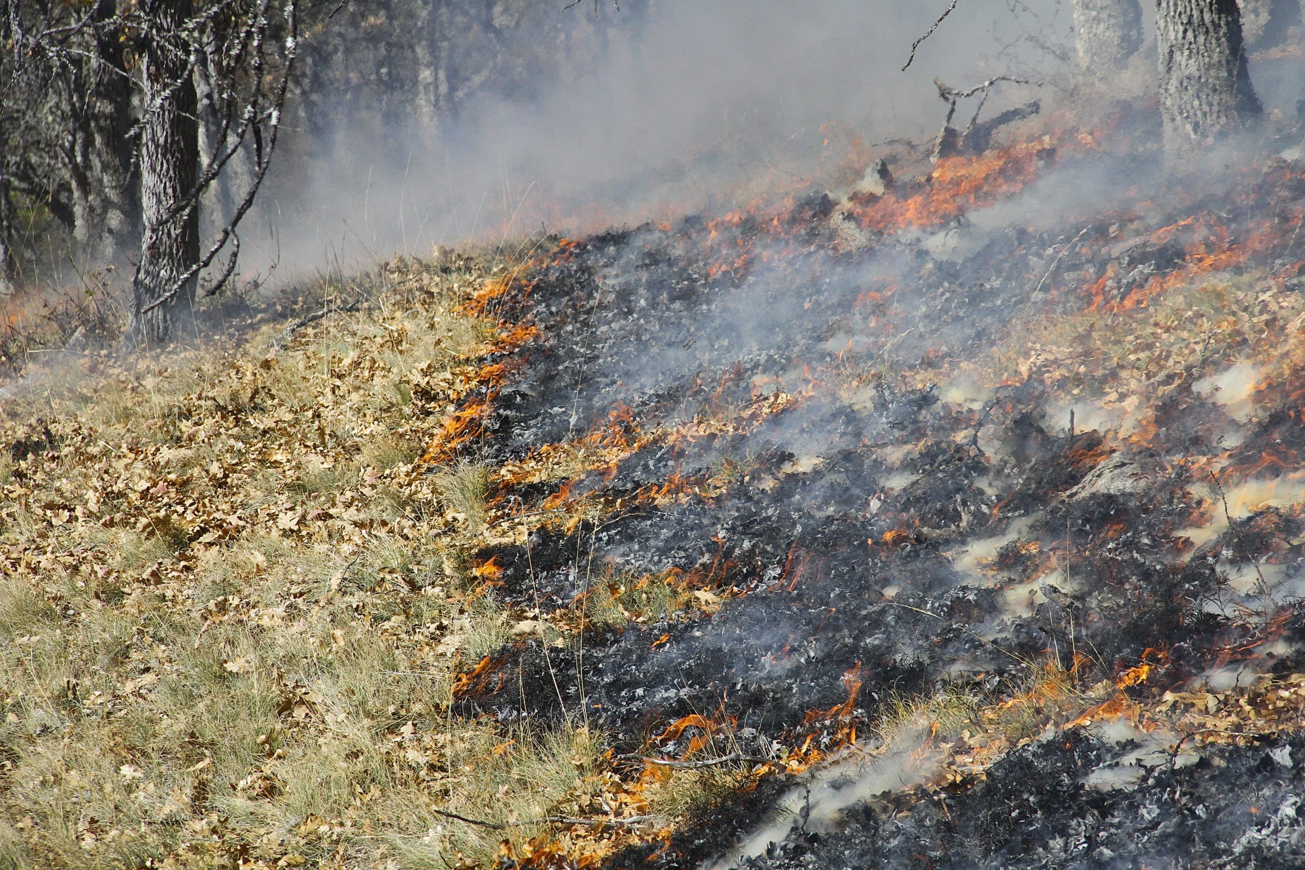 controlled burn in oak habitat 