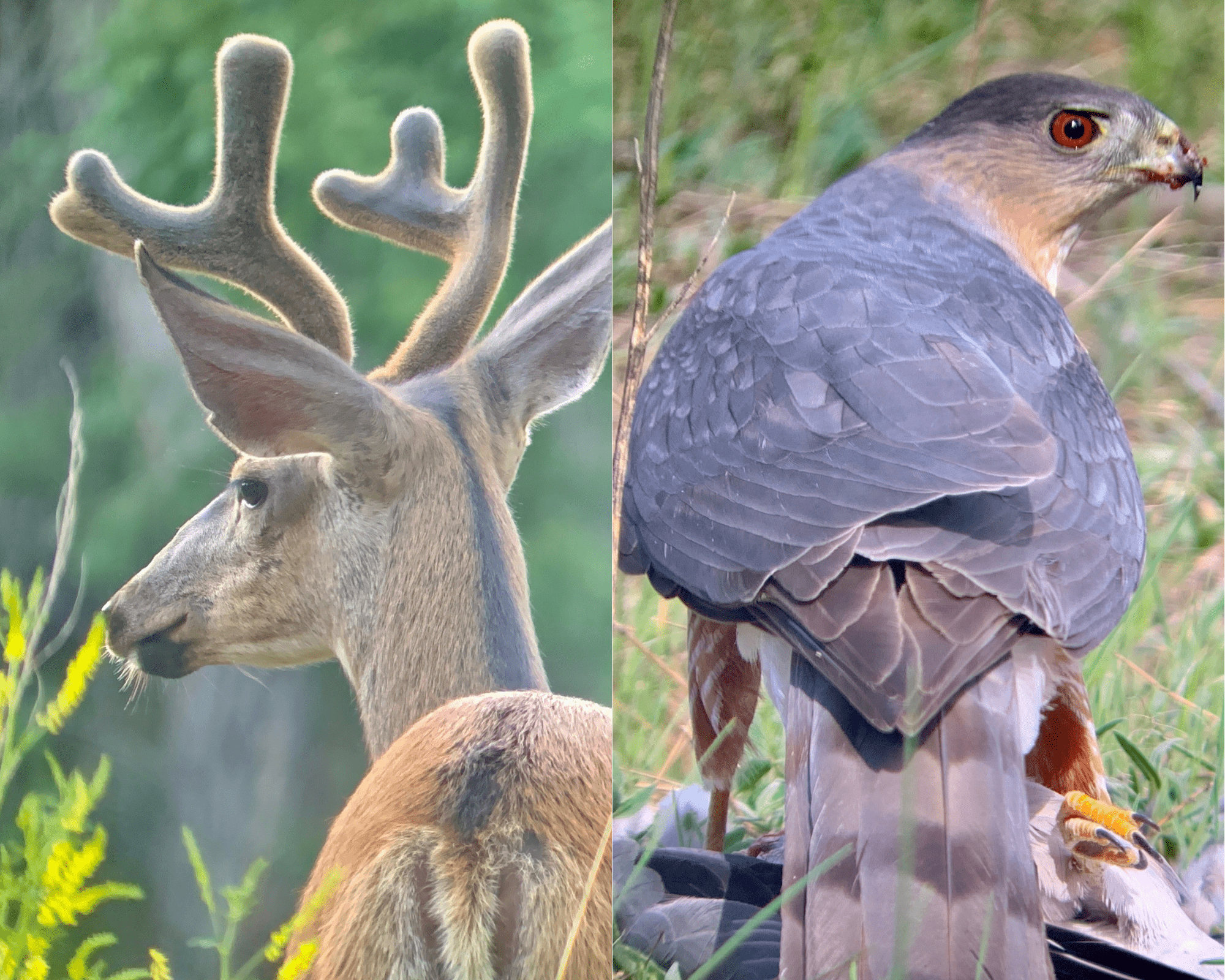 A photo collage featuring a deer and a hawk; the rears of both animals facing the camera.
