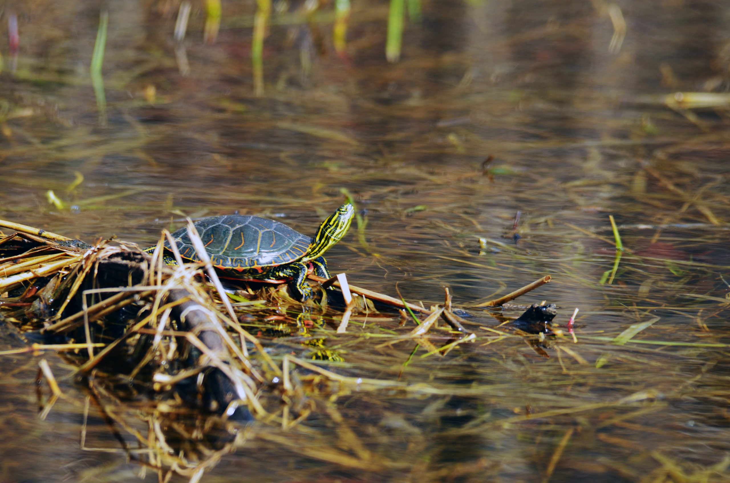 A small turtle surrounded by water takes in some sun atop a clump of grass and mud.
