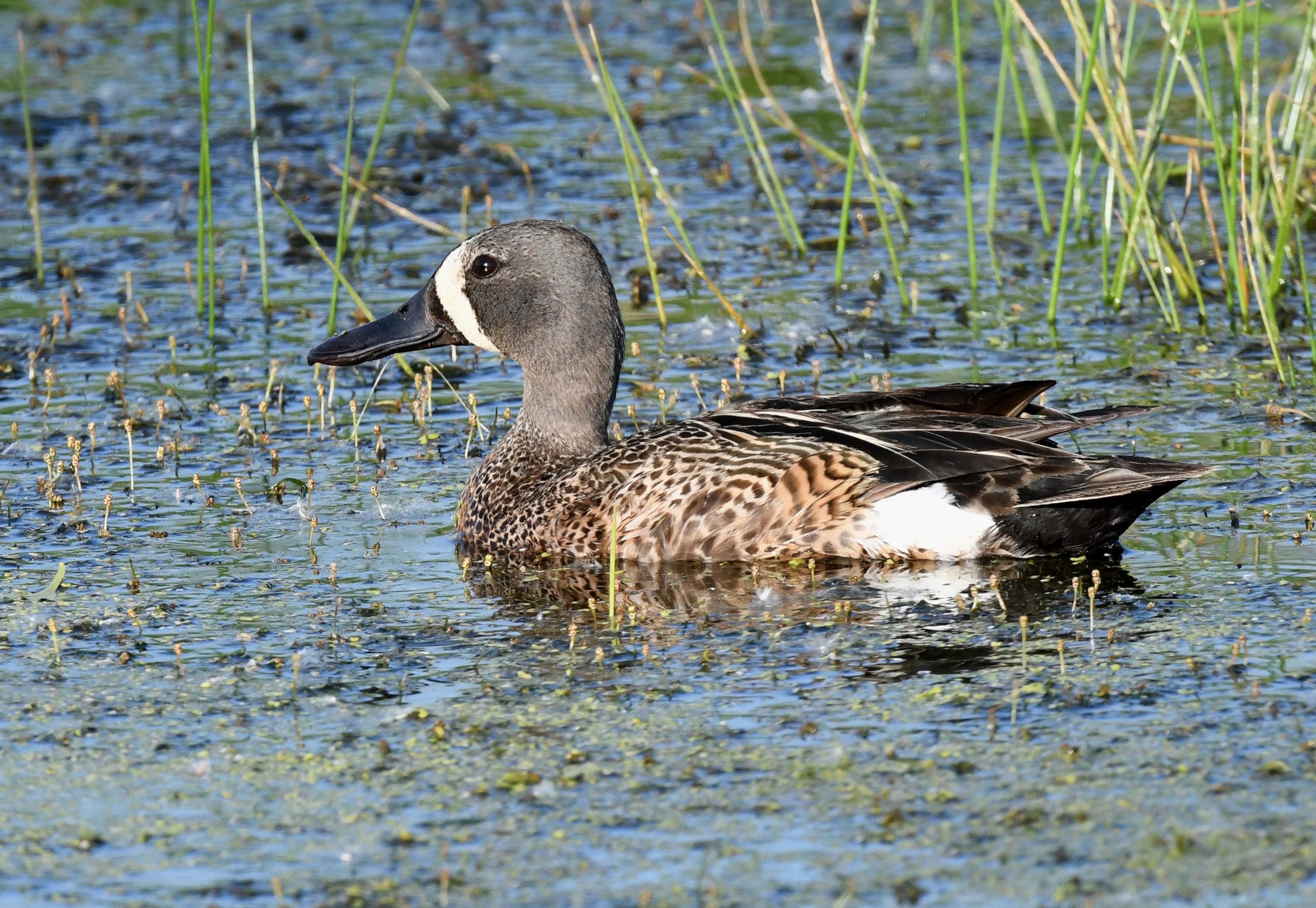 A water fowl with feathers of black, white, gray, and brown is sitting in the water.