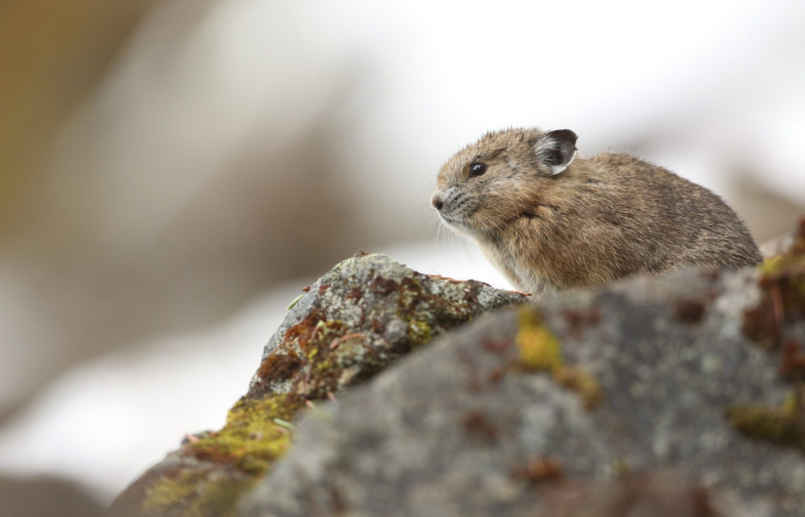 A small, furry, rodent-like mammal sits on rocks.
