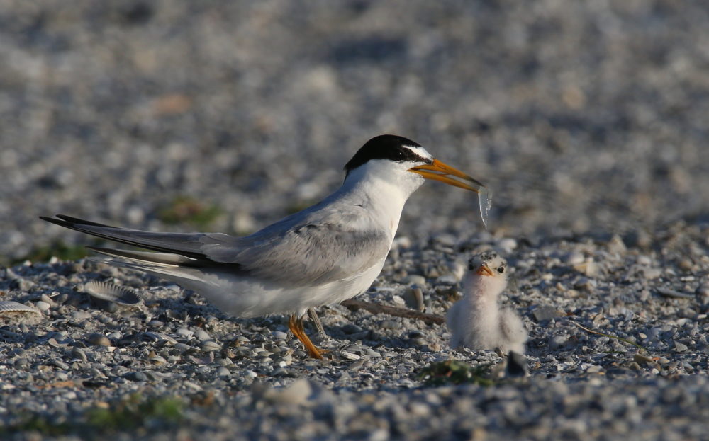 A black and white bird with an orange beak stands next to its offspring.