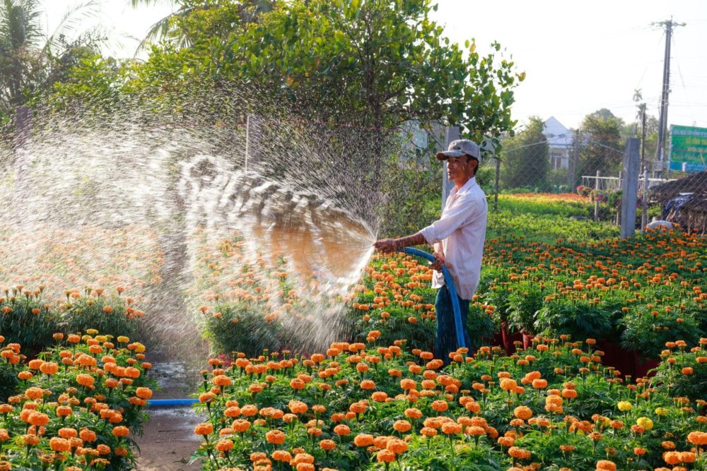 A person is using a hose to water a flower garden.