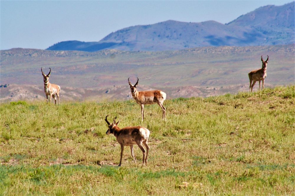 A group of hoofed, horned animals are grazing in a pasture.