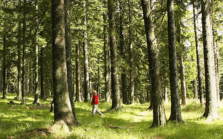 A person in a red coat walks in the forest.