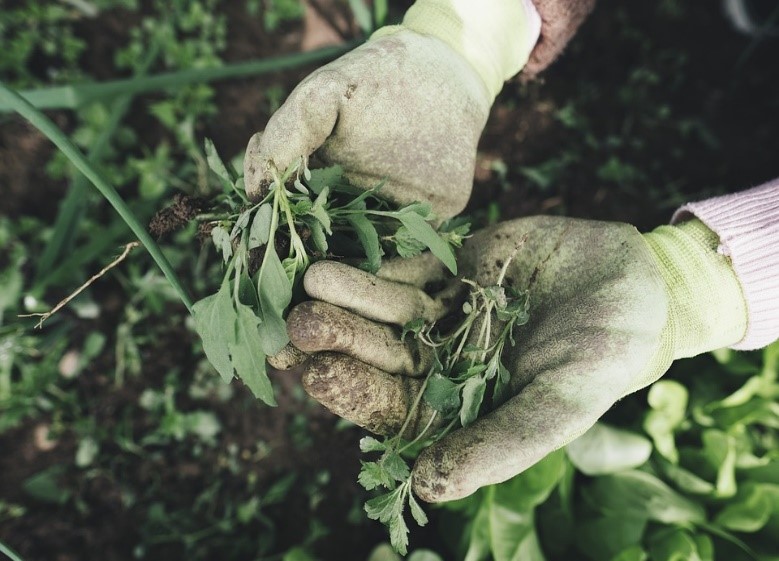 Gloved hands hold green plant leaves.