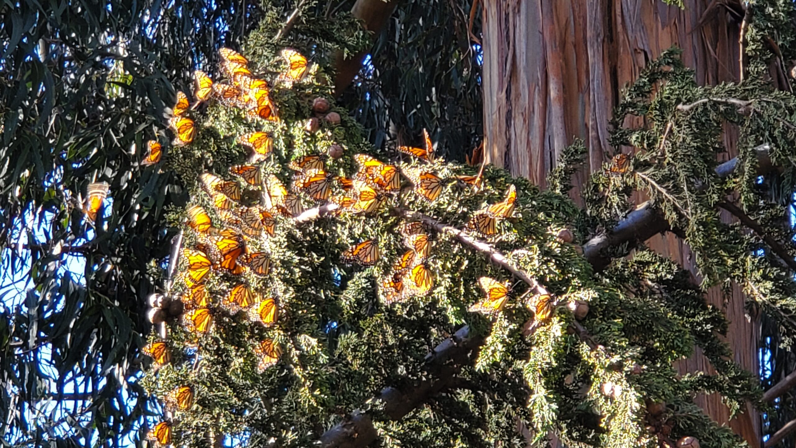 Dozens of butterflies warm themselves on a tree.