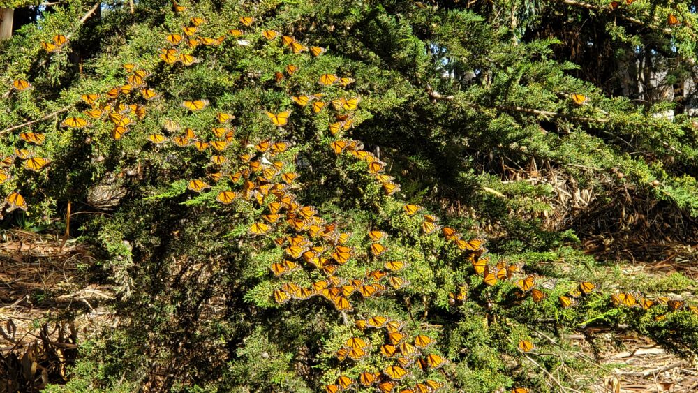 Hundreds of butterflies warm themselves on a tree.