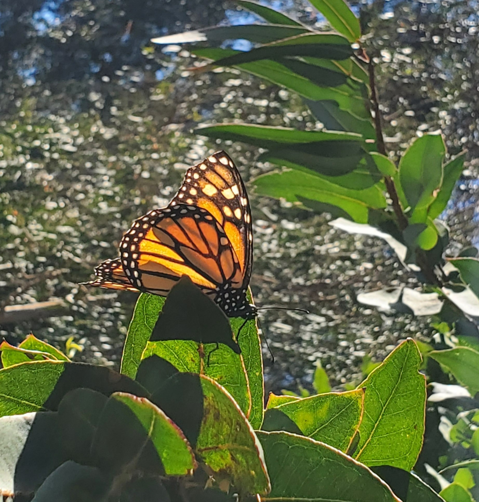 A yellow-orange butterfly on a tree branch.
