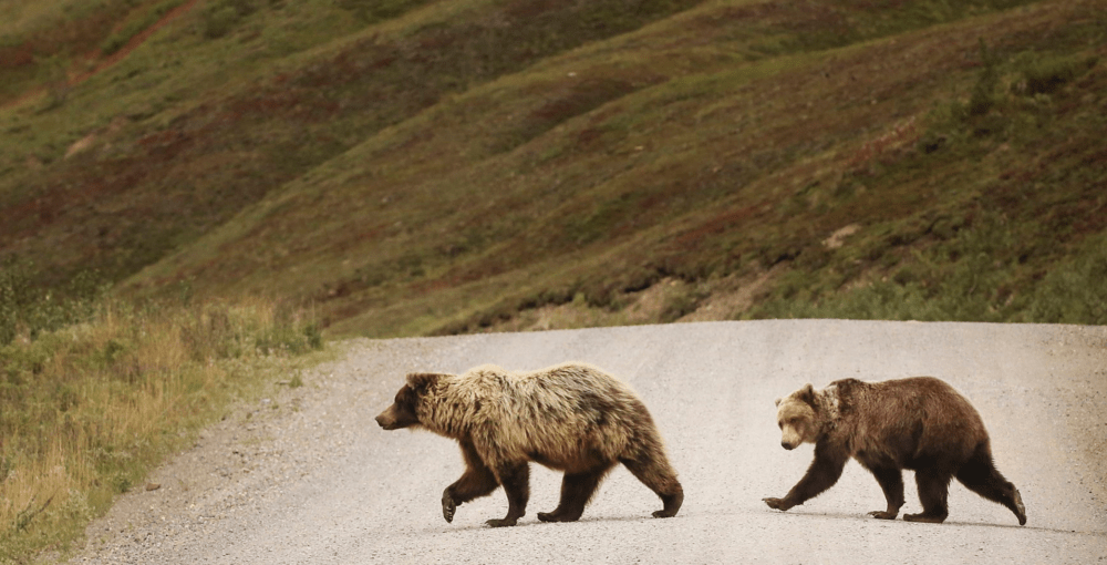 A grizzly bear sow and cub cross a road in Denali National Park.