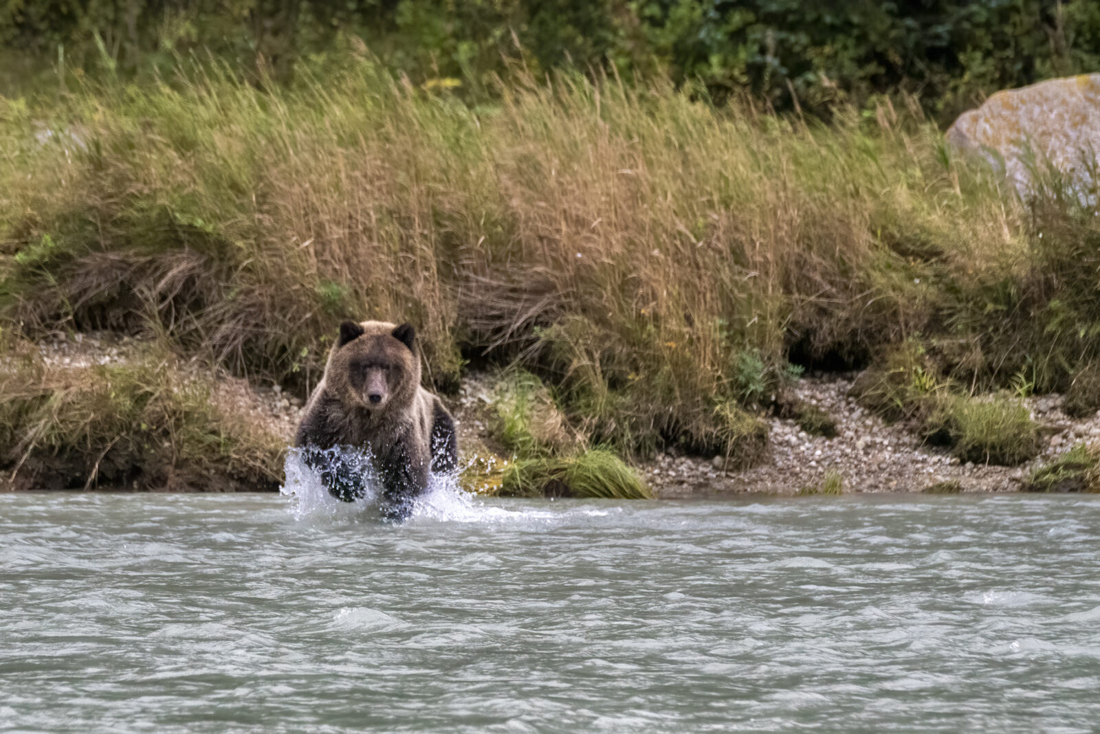 A brown bear running through a river.
