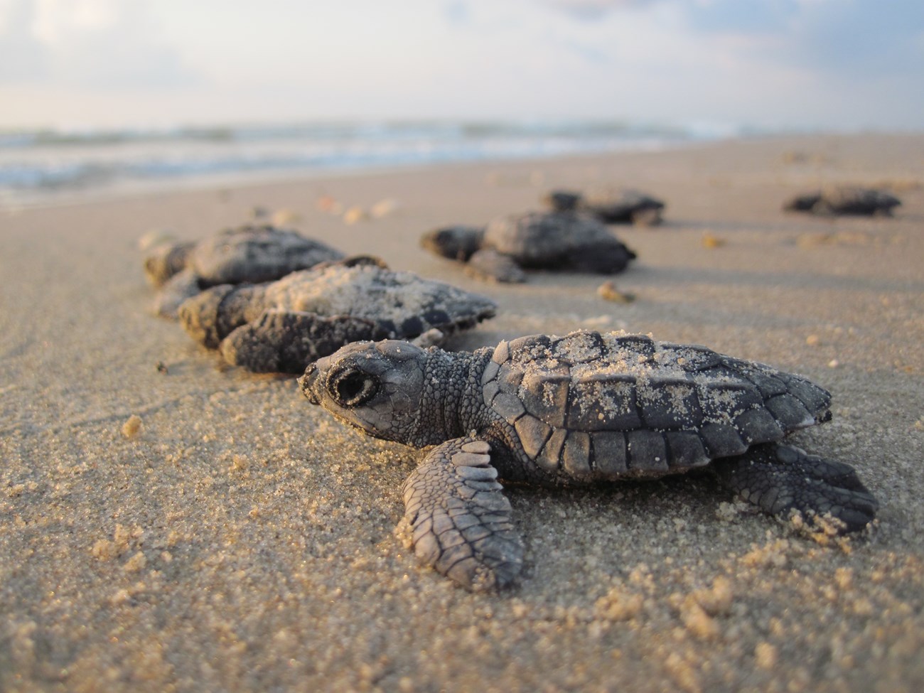 A group of baby sea turtles on the shore head towards the water.